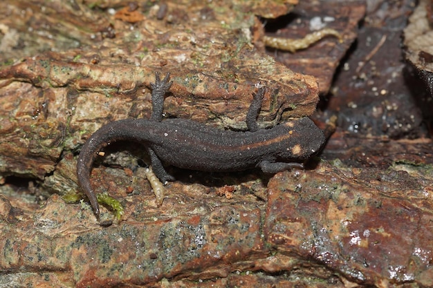 Nahaufnahme eines jungen terrestrischen Northern Banded Newt Ommatotritotn ophryticus, der auf Holz sitzt