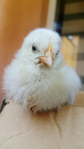 Foto nahaufnahme eines jungen vogels