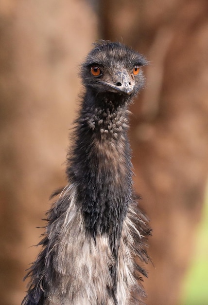 Foto nahaufnahme eines jungen vogels