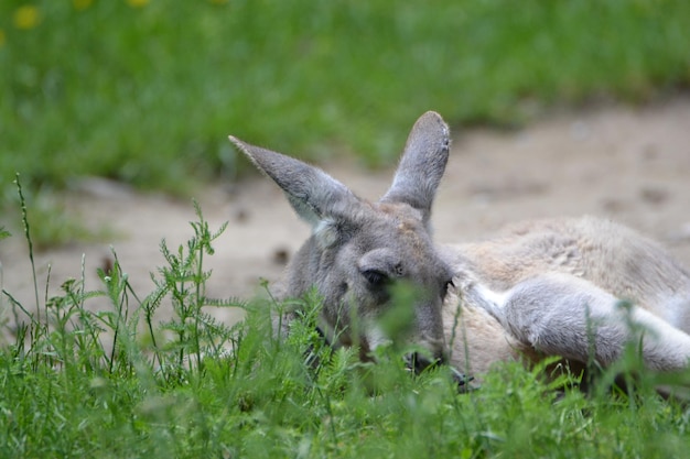 Nahaufnahme eines Kängurus auf dem Feld