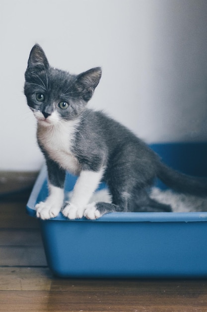 Foto nahaufnahme eines kätzchens in einer blauen wanne