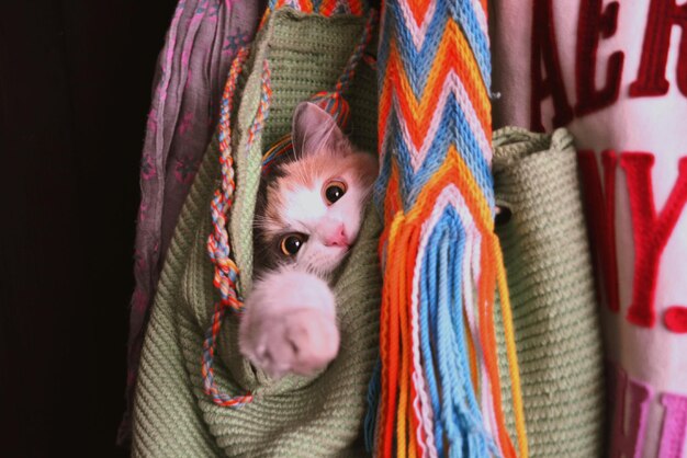 Foto nahaufnahme eines kätzchens in einer tasche