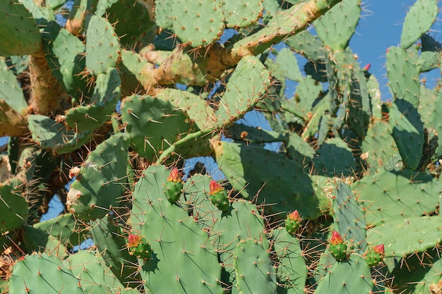 Nahaufnahme eines Kaktus mit Knospen, die bereit sind, zu blühen Ein Kaktus an der Mittelmeerküste Idee für einen Hintergrund oder eine Tapete, um die Pflege von Sukkulenten und den Anbau von Pflanzen für Parks zu beschreiben