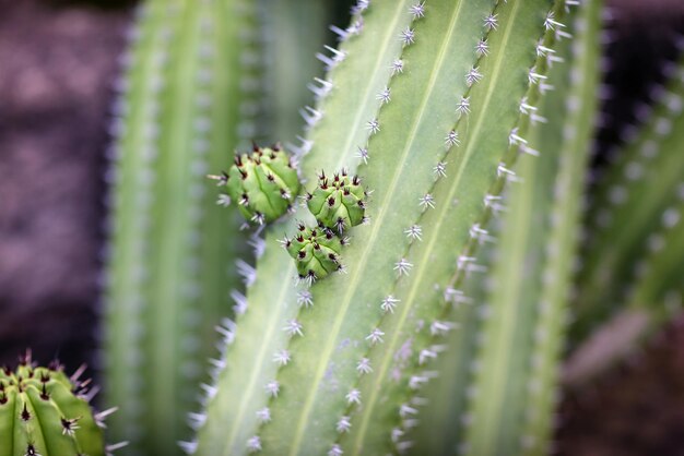 Foto nahaufnahme eines kaktus