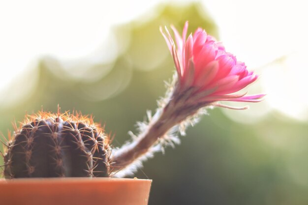 Foto nahaufnahme eines kaktusblumenpotts