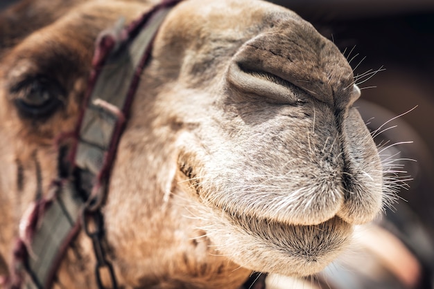 Nahaufnahme eines Kamels Gesicht