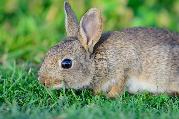 Foto nahaufnahme eines kaninchen auf dem feld