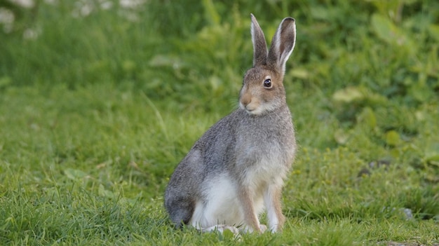 Foto nahaufnahme eines kaninchen auf dem feld