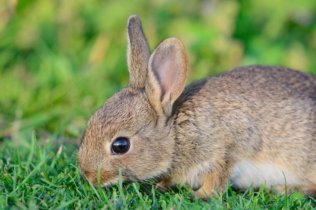 Nahaufnahme eines Kaninchen auf dem Feld