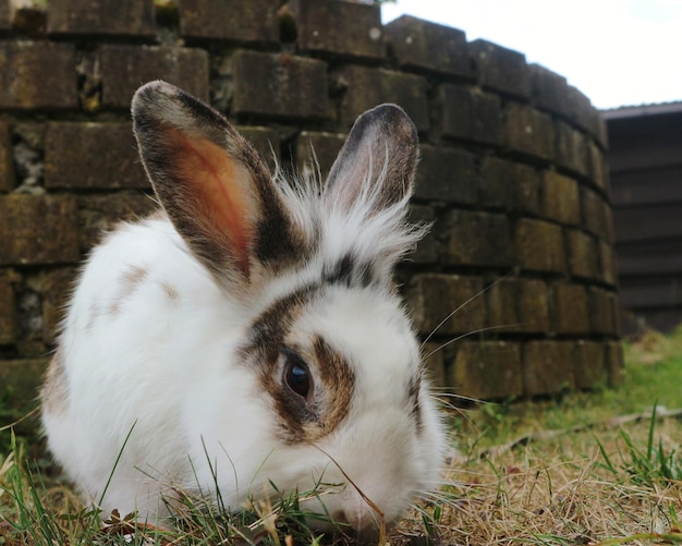 Foto nahaufnahme eines kaninchen auf dem feld
