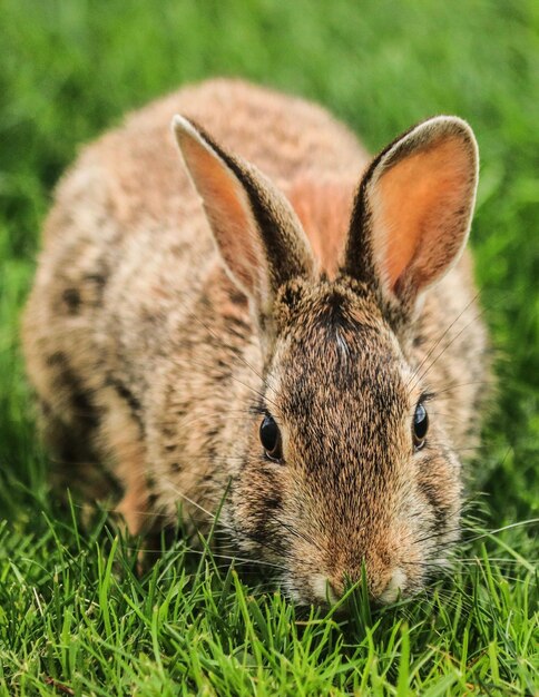 Foto nahaufnahme eines kaninchen auf dem feld