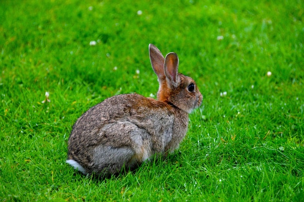 Nahaufnahme eines Kaninchen auf dem Gras
