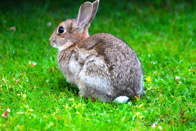 Nahaufnahme eines Kaninchen auf dem Gras