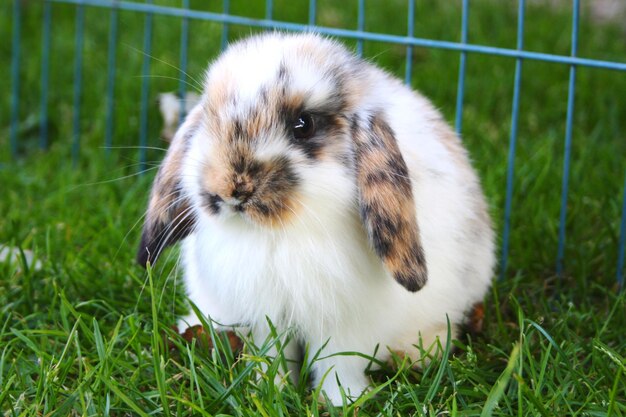 Foto nahaufnahme eines kaninchen auf dem gras