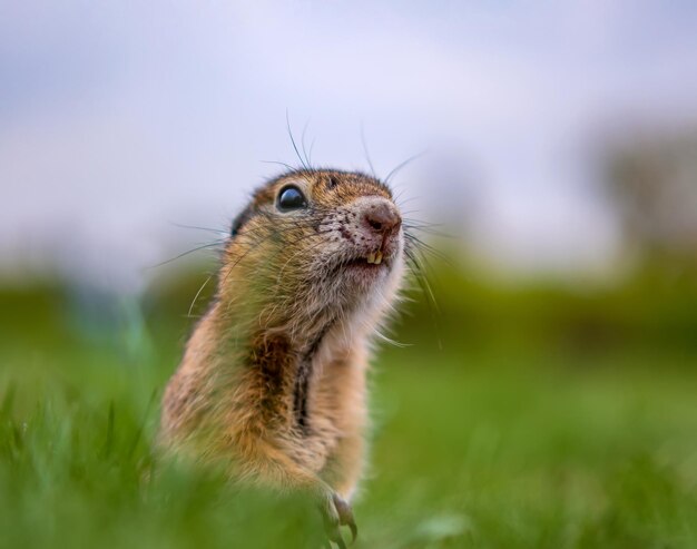 Foto nahaufnahme eines kaninchen auf einem feld