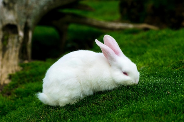 Foto nahaufnahme eines kaninchen auf einem grasbewachsenen feld