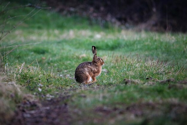 Foto nahaufnahme eines kaninchen auf einem grasbewachsenen feld