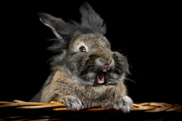 Foto nahaufnahme eines kaninchen auf schwarzem hintergrund.