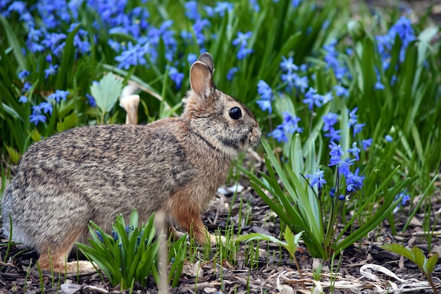 Foto nahaufnahme eines kaninchen in blumen