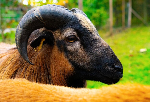 Nahaufnahme eines Kaninchen