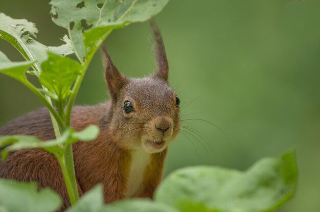 Foto nahaufnahme eines kaninchen