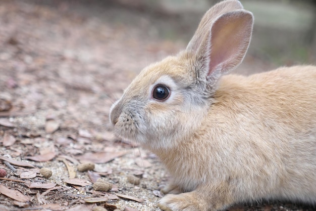 Nahaufnahme eines Kaninchen