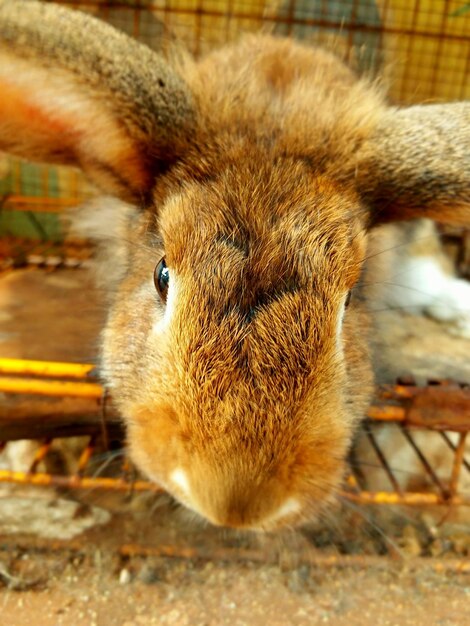 Foto nahaufnahme eines kaninchen