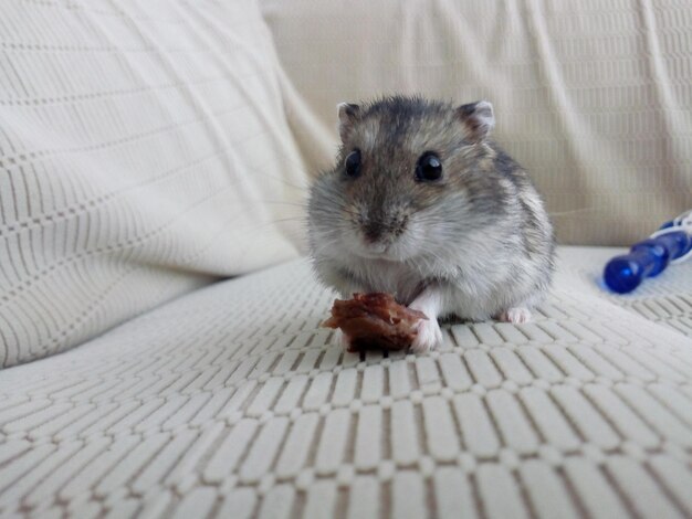 Foto nahaufnahme eines kaninchen