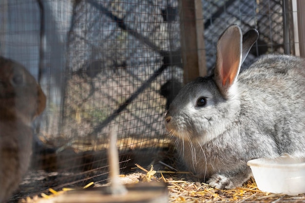 Nahaufnahme eines Kaninchens in einem Käfig auf einem landwirtschaftlichen Komplex des Bauernhofes