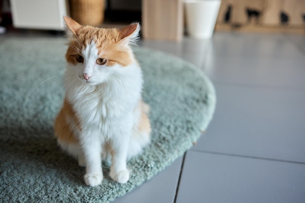 Nahaufnahme eines Katzengesichtes Porträt eines weiblichen Kätzchens Katze sieht neugierig und wachsam aus Detailliertes Bild eines Katzengesichts