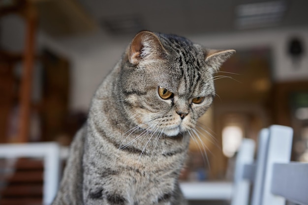 Nahaufnahme eines Katzengesichtes Porträt eines weiblichen Kätzchens Katze sieht neugierig und wachsam aus Detailliertes Bild eines Katzengesichts