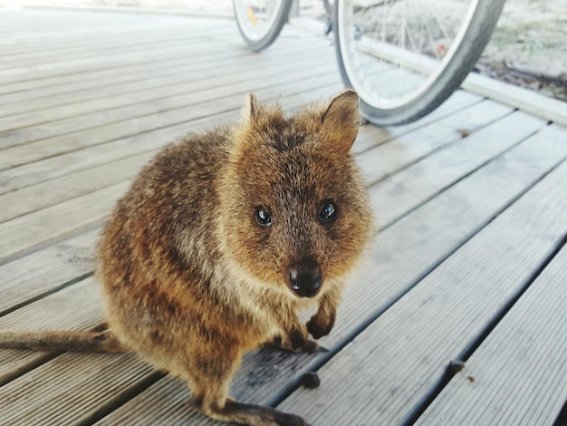 Foto nahaufnahme eines katzenporträts auf holz