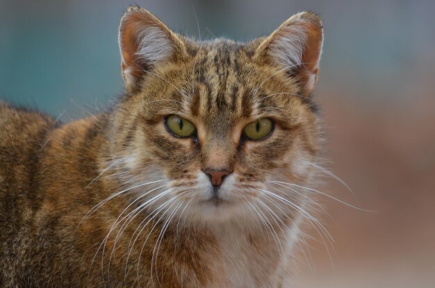 Foto nahaufnahme eines katzenporträts