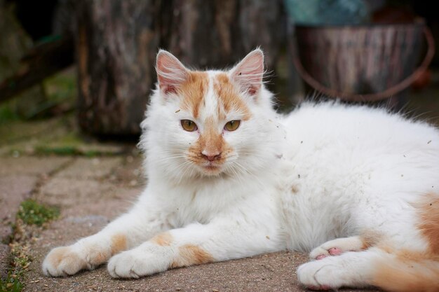 Foto nahaufnahme eines katzenporträts