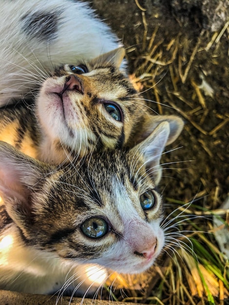 Foto nahaufnahme eines katzenporträts