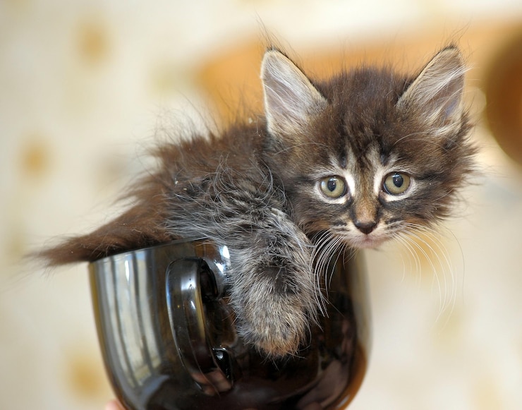Foto nahaufnahme eines katzenporträts