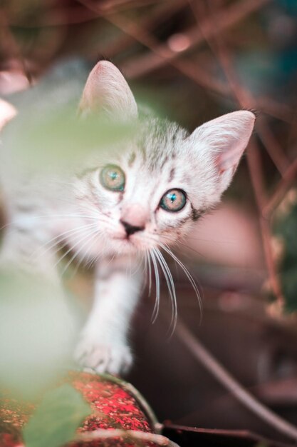 Nahaufnahme eines Katzenporträts