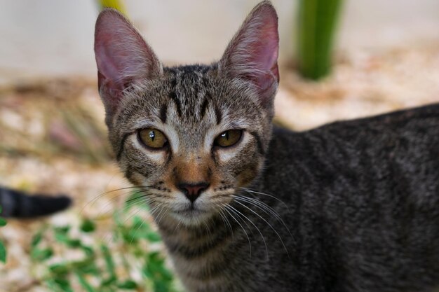 Foto nahaufnahme eines katzenporträts