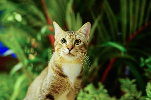 Foto nahaufnahme eines katzenporträts