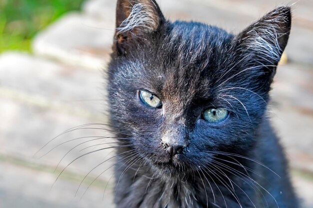 Foto nahaufnahme eines katzenporträts