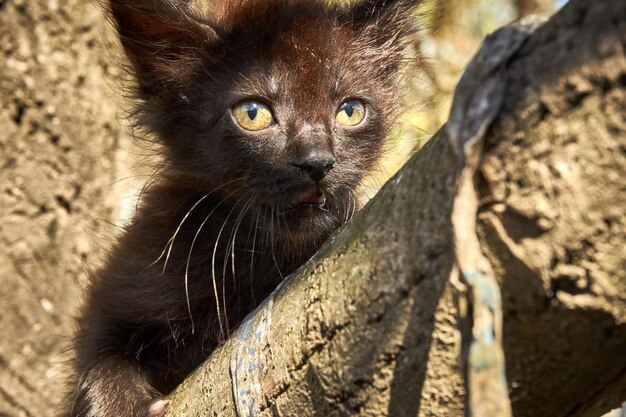 Foto nahaufnahme eines katzenporträts