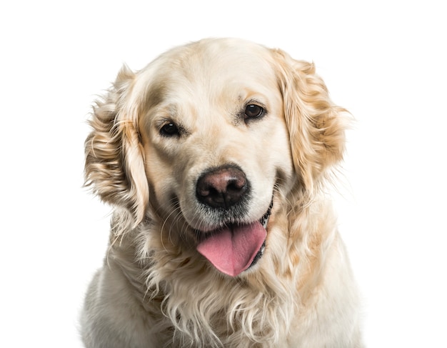 Nahaufnahme eines keuchenden Golden Retriever-Hundes, ausgeschnitten