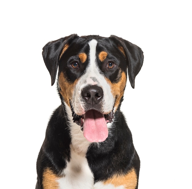 Nahaufnahme eines keuchenden größeren Schweizer Sennenhundes, lokalisiert