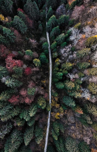 Foto nahaufnahme eines kiefernbaums im wald