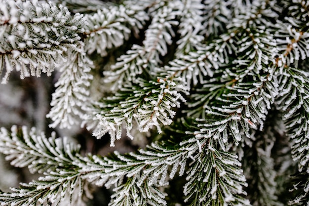 Foto nahaufnahme eines kiefernbaums im winter