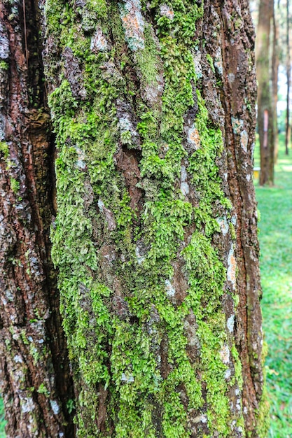 Nahaufnahme eines Kiefernstammes in einem Wald