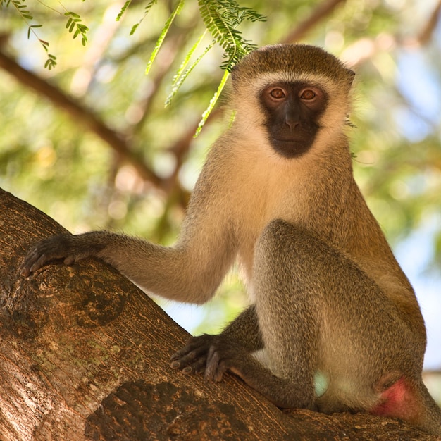 Nahaufnahme eines kleinen Affen auf dem Baum im Park in Kenia