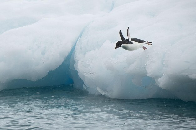 Foto nahaufnahme eines kleinen arctica adeliepinguins (pygoscelis adeliae), der ins wasser springt