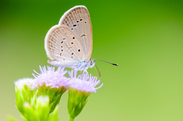 Nahaufnahme eines kleinen braunen Schmetterlings, der den Nektar auf einer Grasblume isst, einer der kleinsten Schmetterlinge der Welt, Tiny Grass Blue oder Zizula hylax hylax