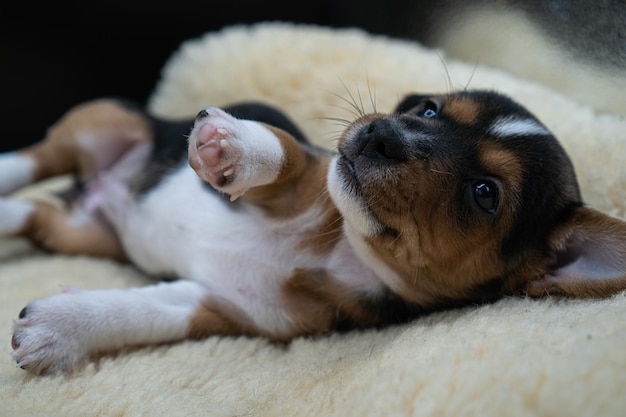 Nahaufnahme eines kleinen Jack Russell Terriers auf dem Bett